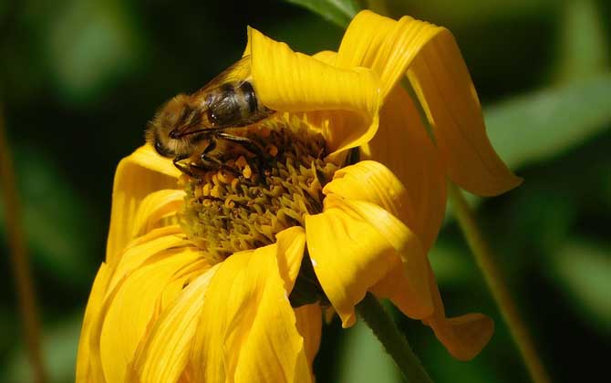 蜜蜂的習性有哪些?搞清楚蜜蜂的習性,養(yǎng)蜂時才能做到有的放矢! 蜜蜂
