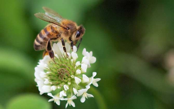 蜜蜂的習性有哪些?搞清楚蜜蜂的習性,養(yǎng)蜂時才能做到有的放矢! 蜜蜂