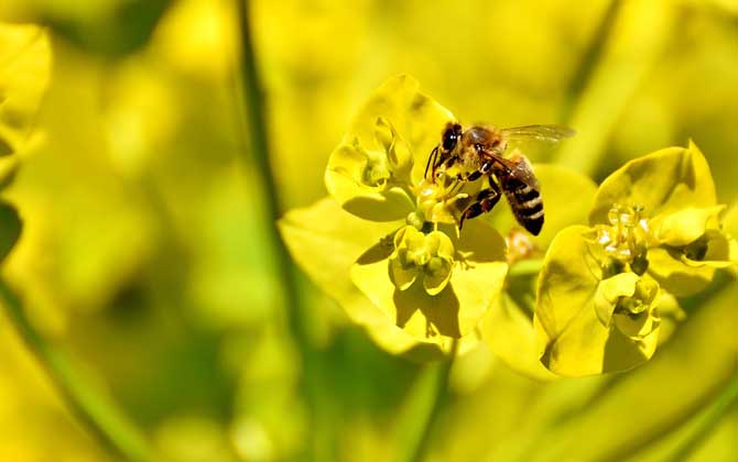 蜜蜂的習性有哪些?搞清楚蜜蜂的習性,養(yǎng)蜂時才能做到有的放矢! 蜜蜂