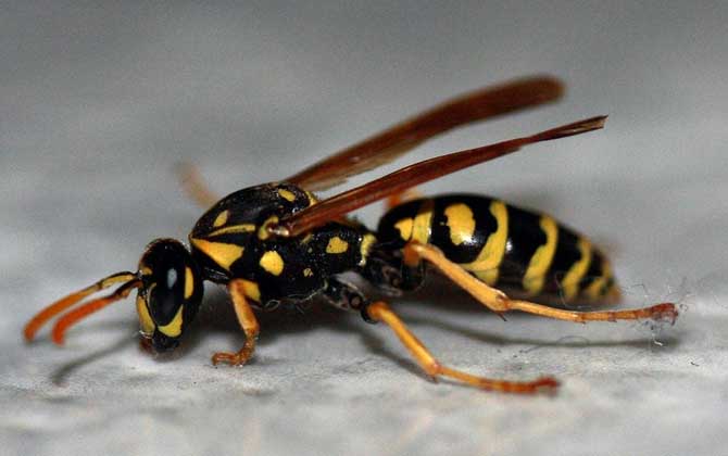 馬蜂蟄后多久就安全了?至少觀察24小時,沒有異常基本就安全了! 馬蜂