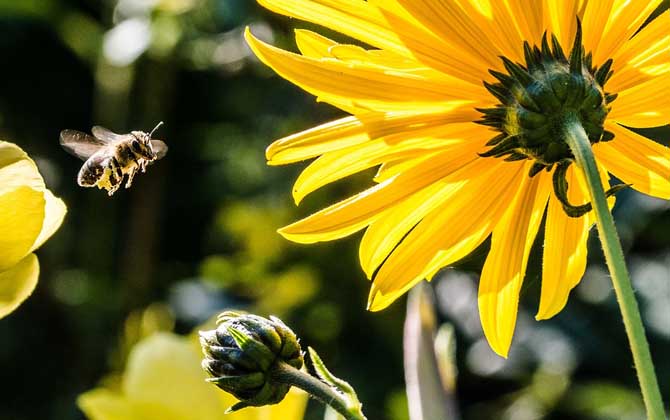 蜜蜂為什么要采蜜?實際上是在獲取食物,蜜源豐富時蜜蜂還會釀蜜! 蜜蜂