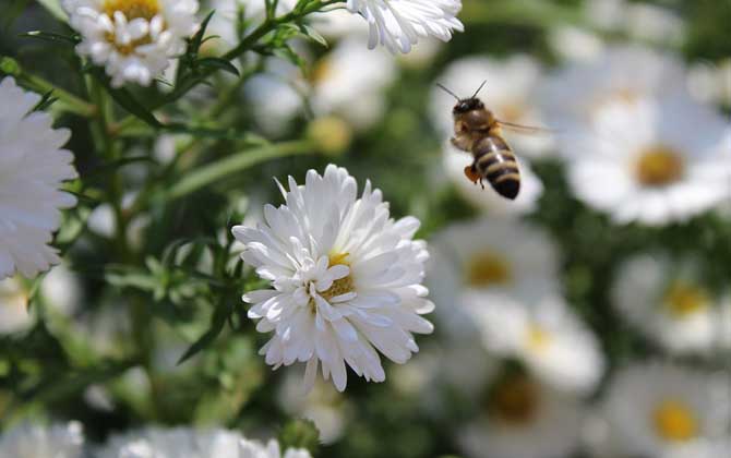 蜜蜂為什么要采蜜?實際上是在獲取食物,蜜源豐富時蜜蜂還會釀蜜! 蜜蜂