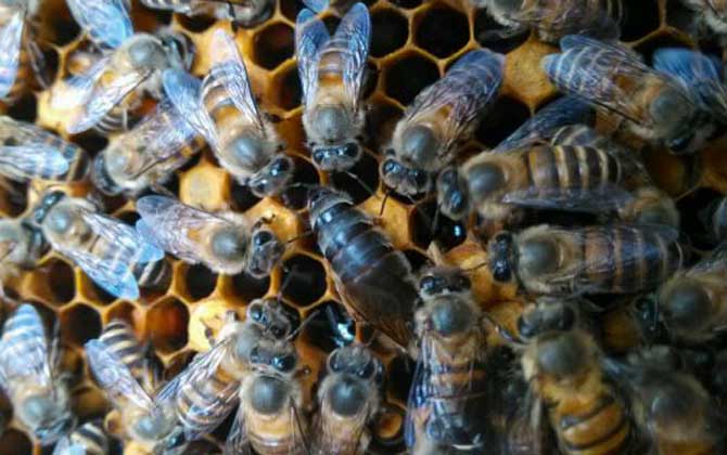 蜜蜂養殖技術有哪些?學會這些養蜂技術,蜜蜂養殖才能得心應手! 蜜蜂養殖