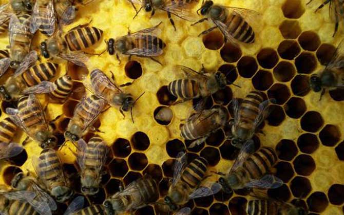 蜜蜂養殖技術有哪些?學會這些養蜂技術,蜜蜂養殖才能得心應手! 蜜蜂養殖