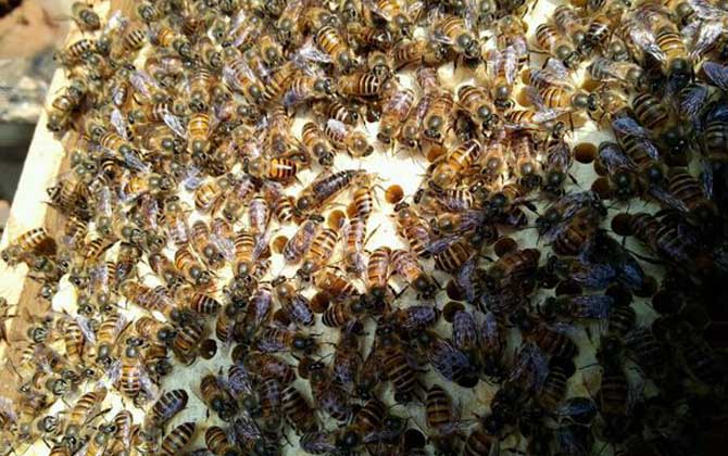 蜜蜂養殖技術有哪些?學會這些養蜂技術,蜜蜂養殖才能得心應手! 蜜蜂養殖