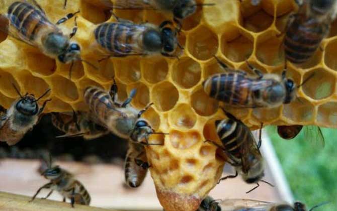 蜜蜂養殖技術有哪些?學會這些養蜂技術,蜜蜂養殖才能得心應手! 蜜蜂養殖