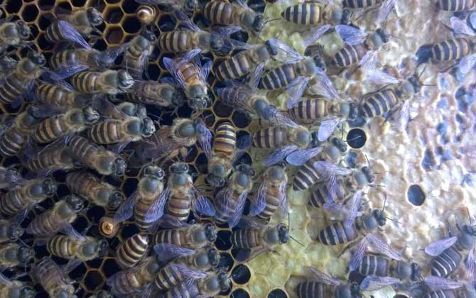 蜜蜂冬天怎么喂養?最好能一次性補足飼料,否則不利于蜂群越冬! 蜜蜂