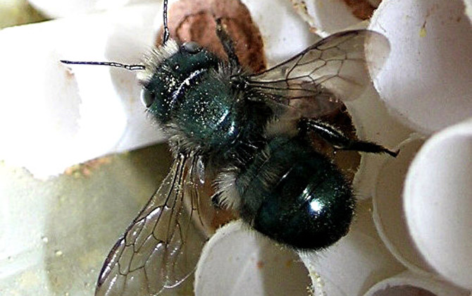 蜜蜂科昆蟲有哪些?除了蜜蜂以外,還有熊蜂、切葉蜂、無刺蜂等! 壁蜂