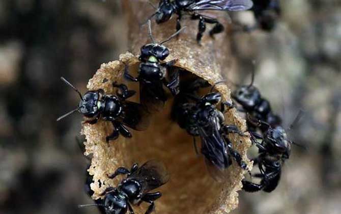 蜜蜂科昆蟲有哪些?除了蜜蜂以外,還有熊蜂、切葉蜂、無刺蜂等! 無刺蜂