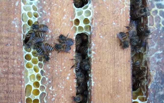 養(yǎng)中蜂最忌諱什么?這幾個(gè)毛病不改掉,永遠(yuǎn)都養(yǎng)不好中蜂! 中蜂