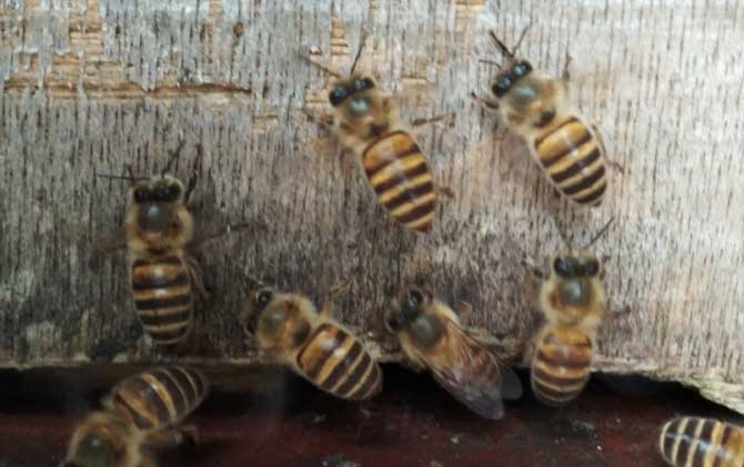 養(yǎng)中蜂最忌諱什么?這幾個(gè)毛病不改掉,永遠(yuǎn)都養(yǎng)不好中蜂! 中蜂