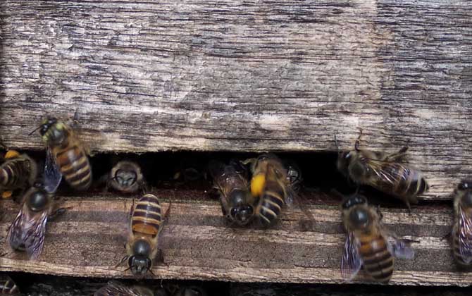 養(yǎng)中蜂最忌諱什么?這幾個(gè)毛病不改掉,永遠(yuǎn)都養(yǎng)不好中蜂! 中蜂