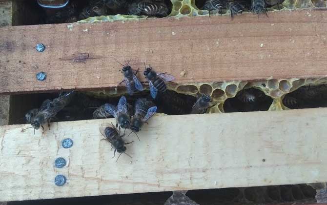 養(yǎng)中蜂最忌諱什么?這幾個(gè)毛病不改掉,永遠(yuǎn)都養(yǎng)不好中蜂! 中蜂