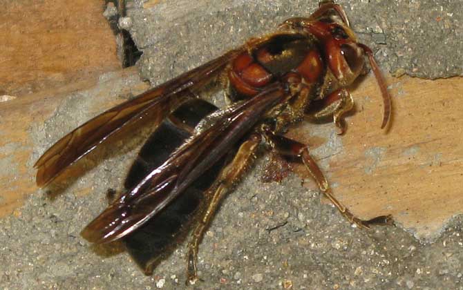 殺人蜂是什么蜂?并非特指某種蜂,實(shí)際上是多種劇毒蜂類的俗稱! 黑絨胡蜂