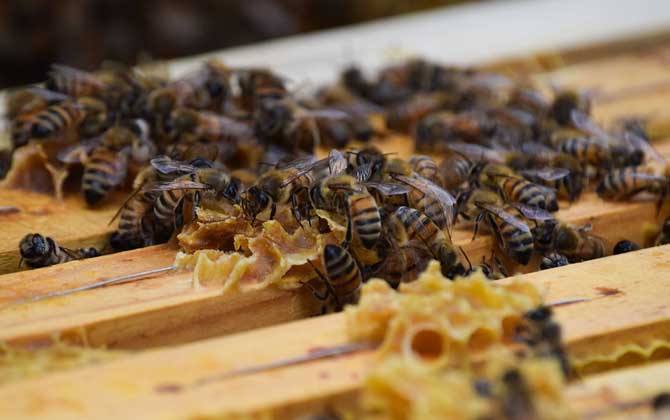 養蜂