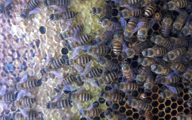 土蜂是什么蜂種?實際上是中華蜜蜂(中蜂),我國獨有的本土蜂種! 土蜂