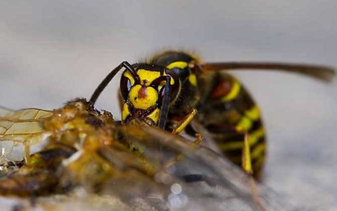 被馬蜂蟄了用醋還是肥皂水?答案是醋,這和被蜜蜂蟄截然不同! 馬蜂