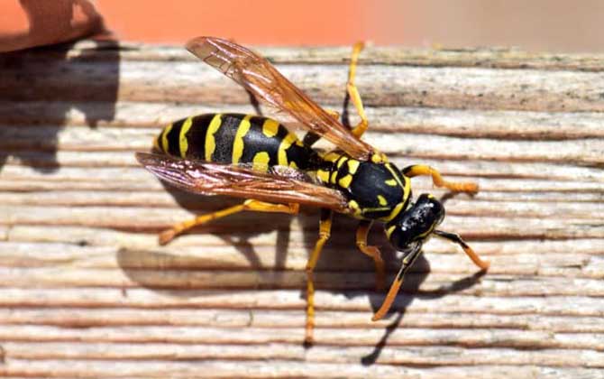 被馬蜂蟄了用醋還是肥皂水?答案是醋,這和被蜜蜂蟄截然不同! 馬蜂