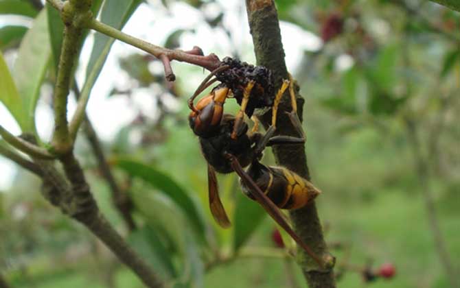 被牛角蜂蟄了找不到刺怎么辦?不必擔心,馬蜂蟄人不會留下毒刺! 牛角蜂