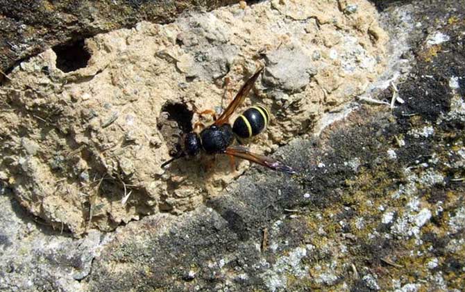 馬蜂窩捅了后多久會走?沒有固定的時間,一般1~3天便會飛走! 馬蜂