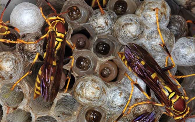 馬蜂窩怎么處理最安全?試試這4種方法,輕松技能搞定馬蜂窩! 馬蜂