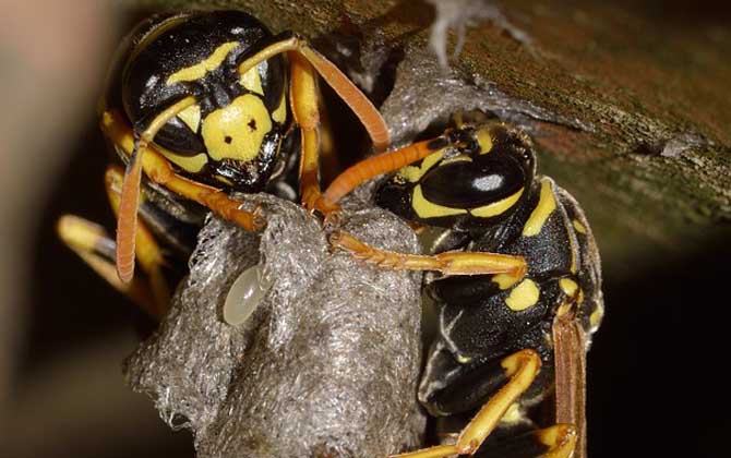 馬蜂窩怎么處理最安全?試試這4種方法,輕松技能搞定馬蜂窩! 馬蜂