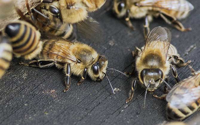 養蜂人一年收入怎么樣?純粹是靠天吃飯,年景不好甚至顆粒無收! 養蜂