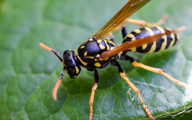 怎么判斷蜂針在不在?蜜蜂有脫落的內臟,而馬蜂一般找不到毒針! 馬蜂