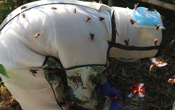 虎頭蜂防蜂服多少錢一套?不要貪圖便宜,否則受傷的還是自己! 虎頭蜂防蜂服