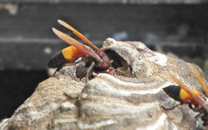被一只虎頭蜂蟄了會死嗎?一般不會死人,但建議前往醫(yī)院就醫(yī)! 虎頭蜂