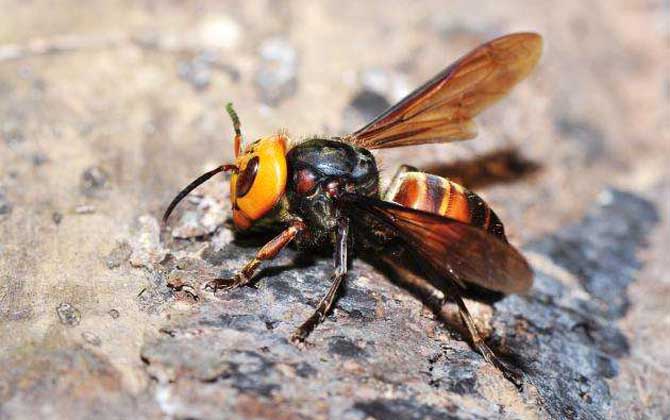 被一只虎頭蜂蟄了會死嗎?一般不會死人,但建議前往醫(yī)院就醫(yī)! 虎頭蜂