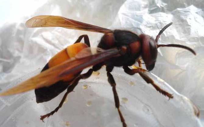 被一只虎頭蜂蟄了會死嗎?一般不會死人,但建議前往醫(yī)院就醫(yī)! 虎頭蜂