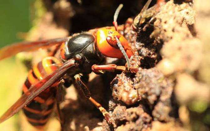 被虎頭蜂蟄了幾天能好?輕者3~5天能痊愈,嚴重時有生命危險! 虎頭蜂