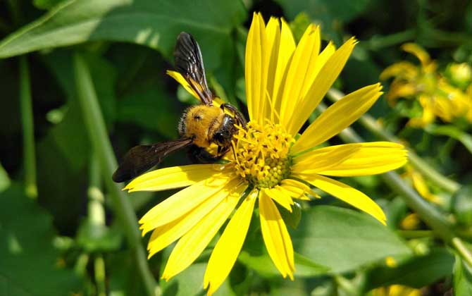 比虎頭蜂還大的黑蜂是什么蜂?有可能是熊蜂,也有可能是木蜂! 木蜂