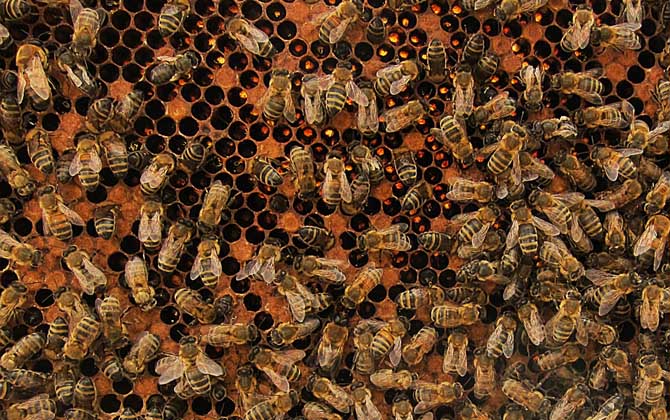 一框蜂怎樣繁殖快?管理是關鍵,管理好了一框蜂也能快速繁殖! 養(yǎng)蜂