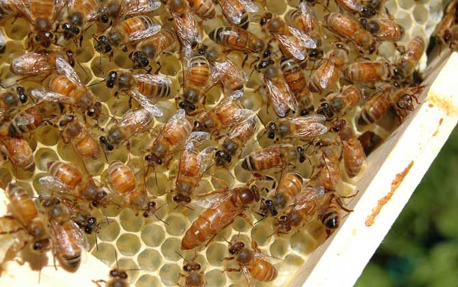 一框蜂怎樣繁殖快?管理是關鍵,管理好了一框蜂也能快速繁殖! 養(yǎng)蜂