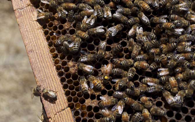 一框蜂怎樣繁殖快?管理是關鍵,管理好了一框蜂也能快速繁殖! 養(yǎng)蜂