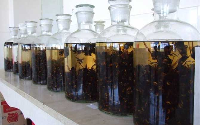 馬蜂泡酒喝死人是真的嗎?的確是真的,長期過量飲用可致人死亡! 馬蜂泡酒