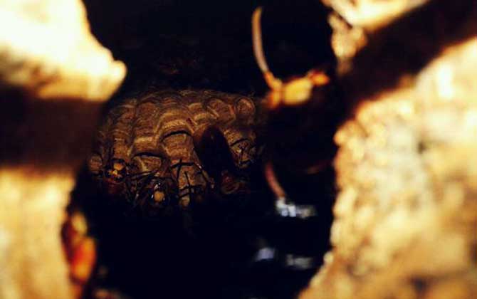 世界上十大最厲害的蜂,它們令人聞風喪膽,第一名已殺死上千人! 洞夜胡蜂