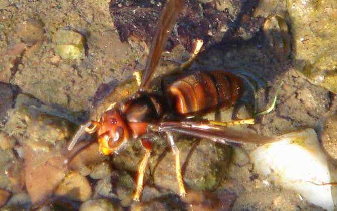 虎頭蜂蟄后多久就安全了?看蟄傷情況,一般至少要觀察72小時! 虎頭蜂