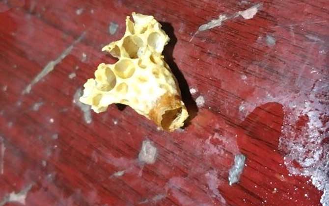 中蜂王臺多久看一次?阻止分蜂1周看一次,若要分蜂3天看一次! 王臺