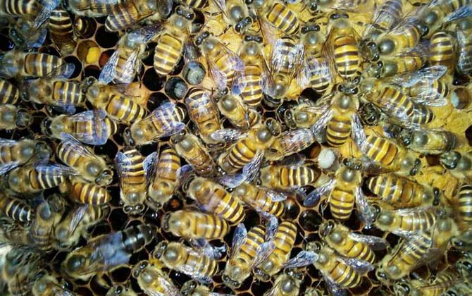 中蜂介王最快方法,有兩種,直接介王速度快,間接介王更安全! 蜂王