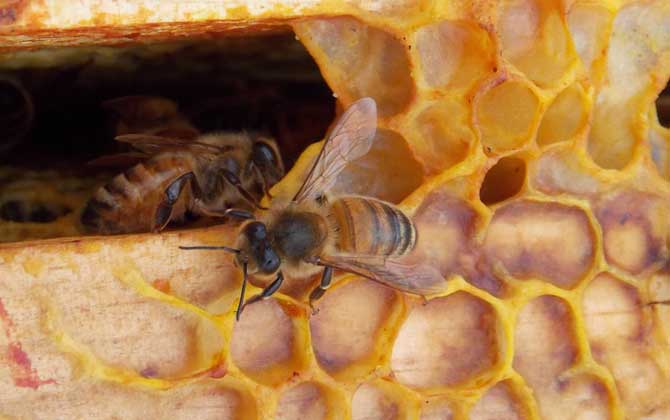 蜂膠傷肝是怎么回事?正確服用能保肝,食用不當反而損傷肝臟! 蜂膠