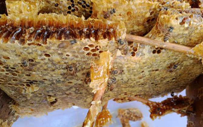 老蜂巢治療鼻炎怎么吃?小火熬成蜂巢水,內服和外用均有效! 老蜂巢