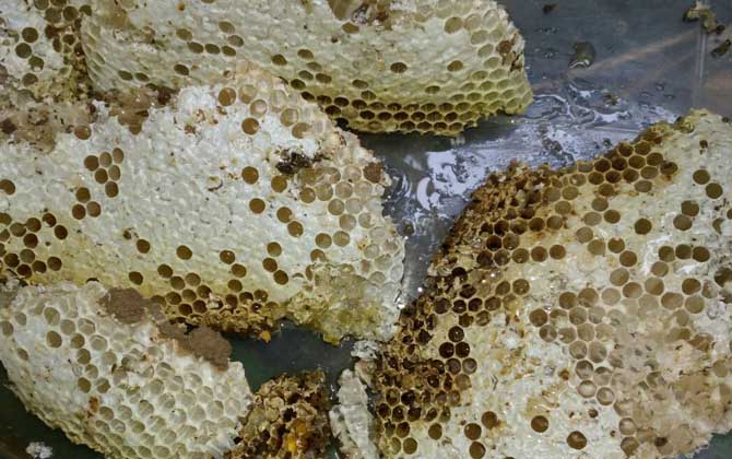 蜂巢治療鼻炎的用法,一般都是煮水,但一定要注意禁忌人群! 蜂巢