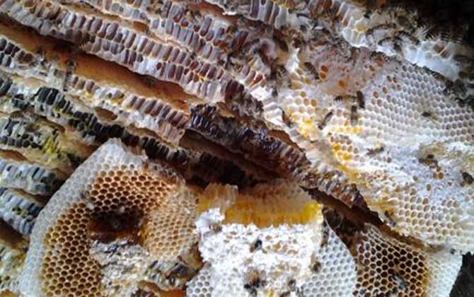 蜂巢治療鼻炎的用法,一般都是煮水,但一定要注意禁忌人群! 蜂巢