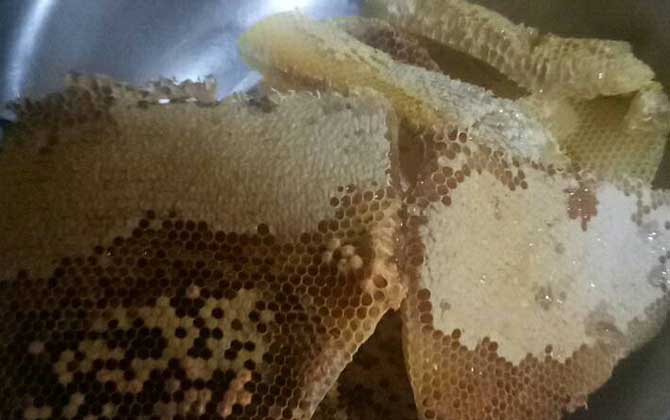 蜂巢熬水治好了鼻炎真的嗎?有一定的效果,但根治尚無依據! 蜂巢