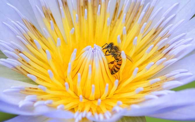 蜂毒能治療腰間盤突出嗎?有一定的效果,但效果可能并不明顯! 蜂毒
