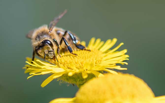 蜂毒會在體內滯留多久?時間因人而異,但一般不超過3~4天! 蜂毒