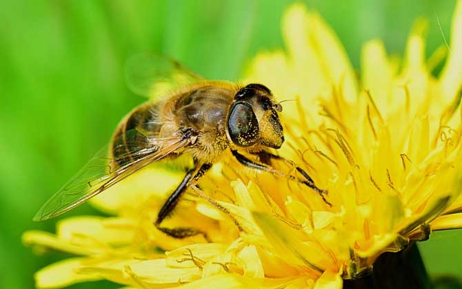 蜂群的組成及分工 蜜蜂